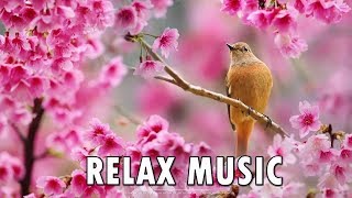 3 Horas De Música Relajante Para Guitarra Music Música De Meditación, Música Instrumental