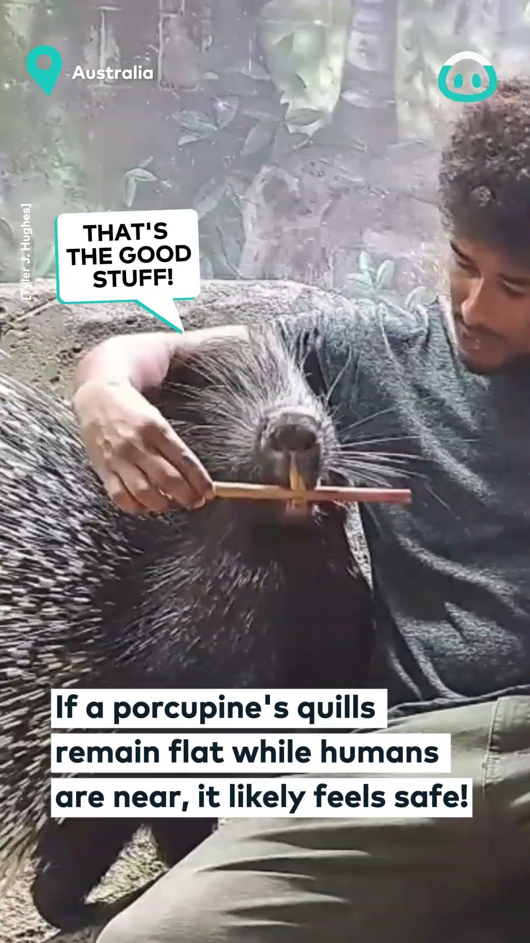 Feeding Some Very Large Porcupines || ViralHog