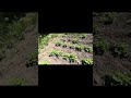 ❄️🥔🥔 Au înghețat cartofii…dar totuși au răsărit 🥔🌱🌱 #agricultura #horticultura #farming