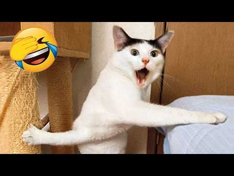 Try Not To Laugh 😂 Best Funny Cats and Dogs Videos 2026 😹🐶 Part 22