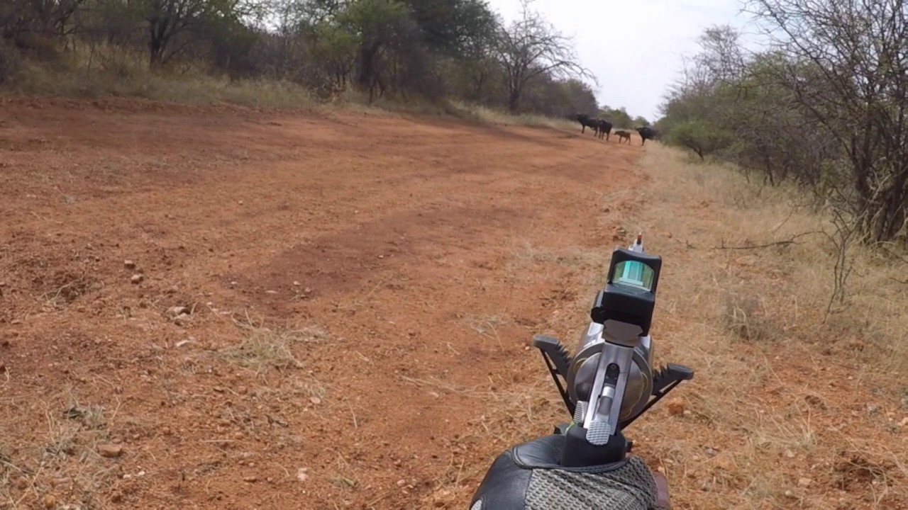 Cape buffalo shot with a revolver. YouTube