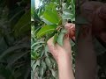 fruit chiku #viral #fruitcutting