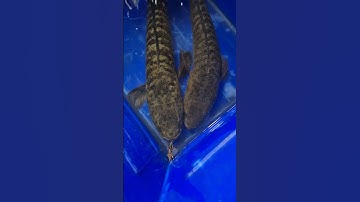 snakehead fish attacking#snakehead#fishing#angler#