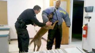 K9 Frankie Bite Work Danger Danger