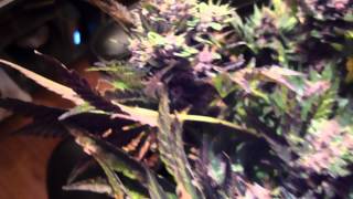 Black Dragon Autoflower - Week 10.