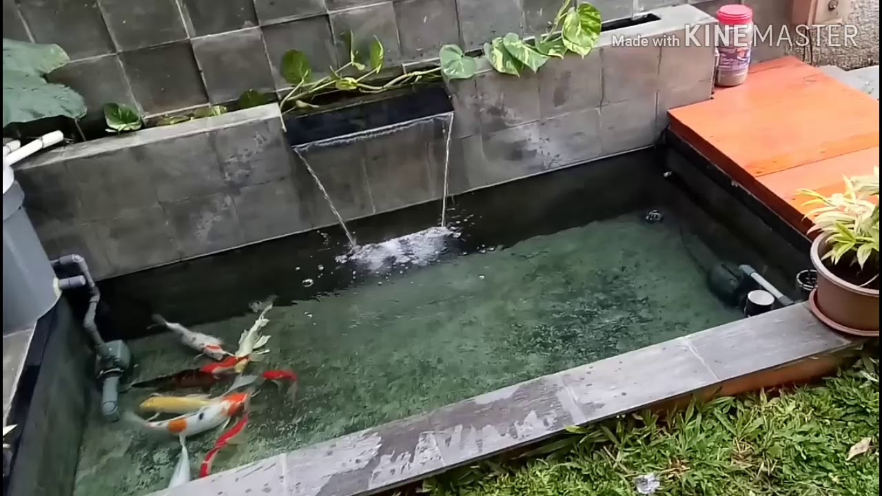 Kolam ikan koi buatan sendiri - YouTube