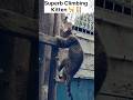 Hero Kitty Cat 🐈🪜/pets/animals/cat shorts #shorts #youtubeshorts #cat