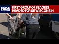 Ridglan Farms beagles: Wisconsin Humane Society to receive dozens of dogs | FOX6 News Milwaukee