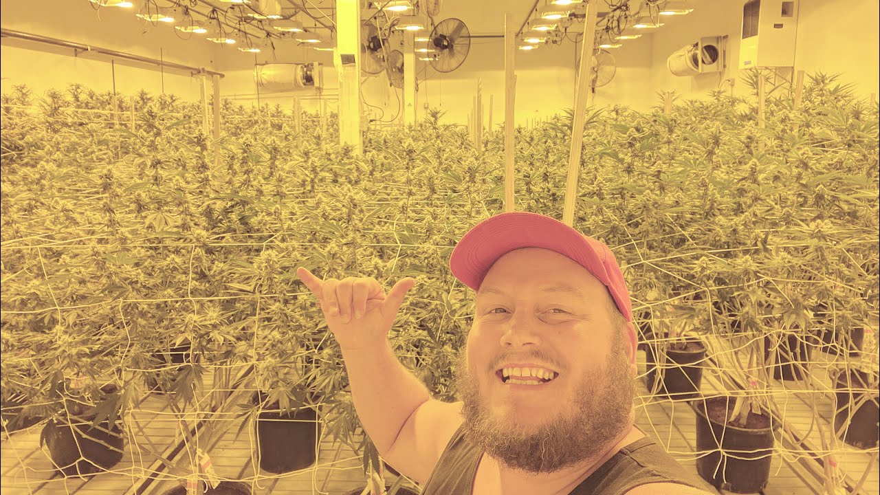 Josh Heinrichs takes a tour of Lifted Cannabis Factory in Tacoma, WA.