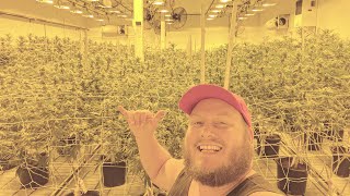 Josh Heinrichs takes a tour of Lifted Cannabis Factory in Tacoma WA