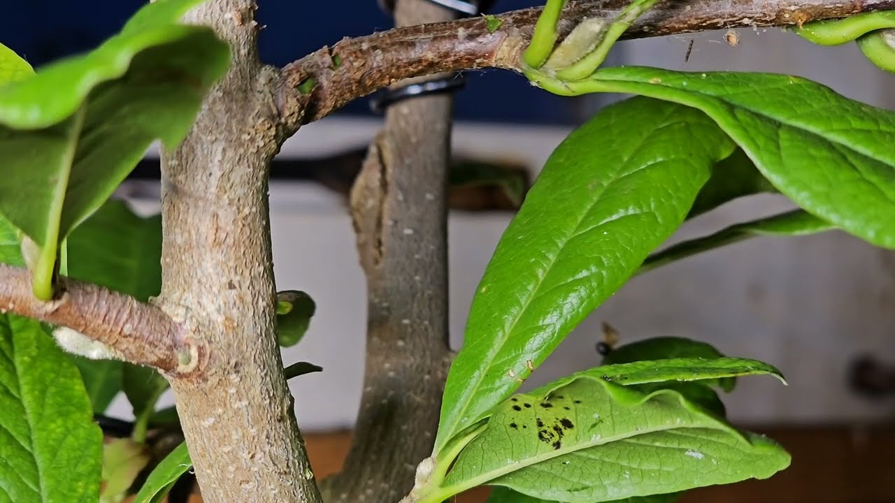 Magnolia Stellata Bonsai Tree (wire Removal)
