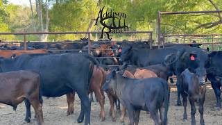 Sorting Cattle to Sell: Cow-Calf Pairs, Dry Cows & Herd Decisions