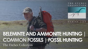 BELEMNITE AND AMMONITE HUNTING | COMMON FOSSILS | FOSSIL HUNTING
