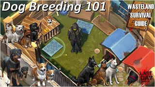 Dog Breeding 101 - Everything you need to know to get a True Friend - Wasteland Survival Guide