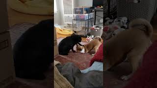 Senior Cat Play Fights Rambunctious Chihuahua