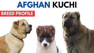 Afghan Kuchi Dog Breed Profile History  Price  Traits  Afghan Kuchi Dog Grooming Needs  Lifespan