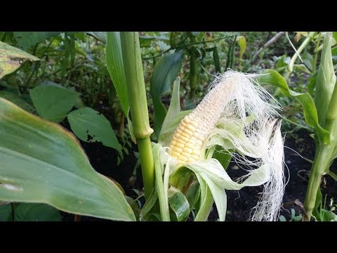 Video: Kuidas maisi linnastada (piltidega)