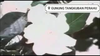 Sejarah gunung tangkuban perahu