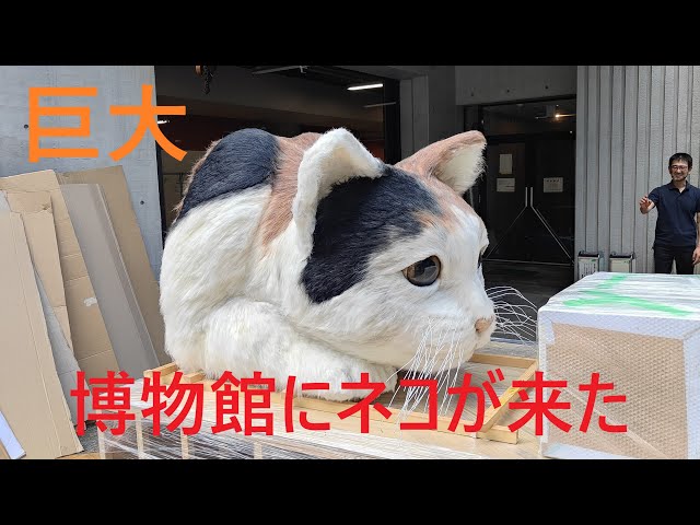 企画展「ネコ」～にゃんと！クールなハンターたち～まもなく開始 - YouTube