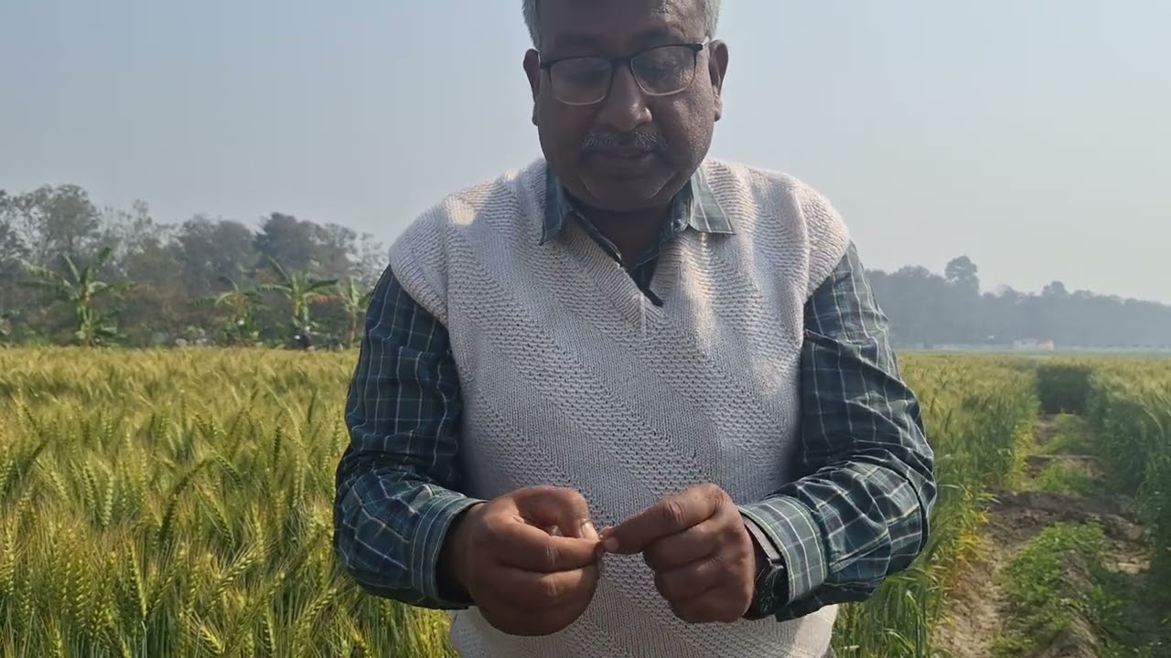 गेहूँ में आखिरी सिंचाई का सही समय