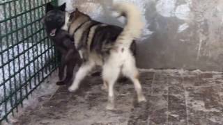 Волчица и собака || Wolf and dog Волчица и собака || Wolf and dog