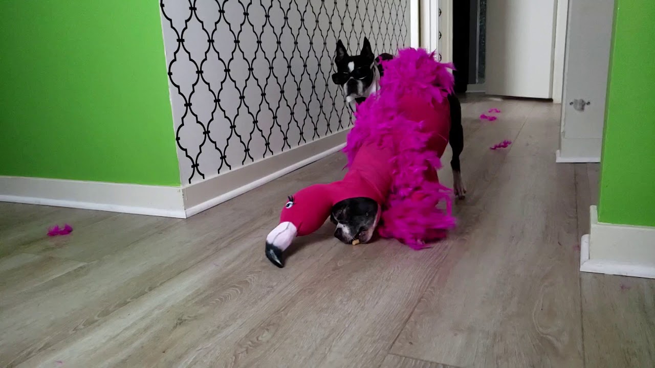 Masked Singer Flamingo Dog Costume YouTube