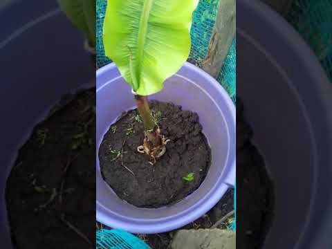 Видео: Пальмы Зоны 6: виды пальм для садов Зоны 6