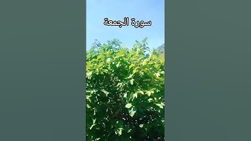 سورة الجمعة 📖 القرآن الكريم #تلاوة_خاشعة