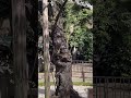 靖國神社　桜の標本木🌸