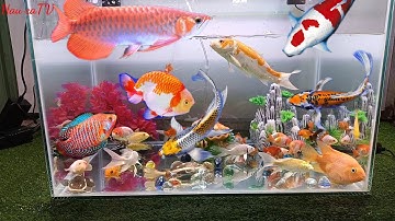 Video tổng hợp các loại cá cảnh đẹp, động vật dễ thương, cá Ali, cá ngân long, cá Koi, cá cánh buồm