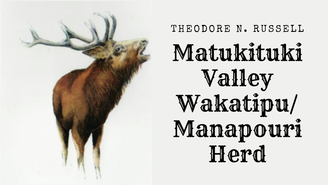 The Wakatipu Manapouri Herd Theodore N  Russell, Matukituki Valley 1916