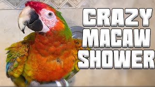 Update on my Macaw, Toruk! Crazy Bird Showers :)