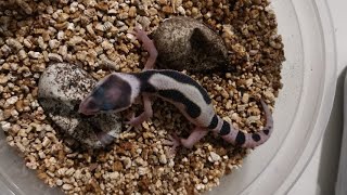 ya nacieron los geckos!! - cuidados