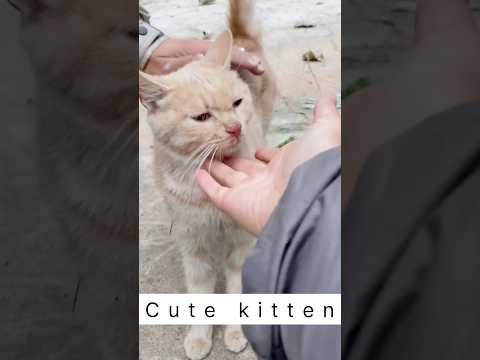 The kind man helped the poor kittens #kittenrescue #rescueanimals #animalsshorts