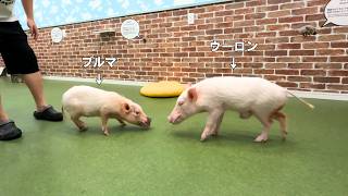 盛り豚の誕生日に嫁をあてがってみた