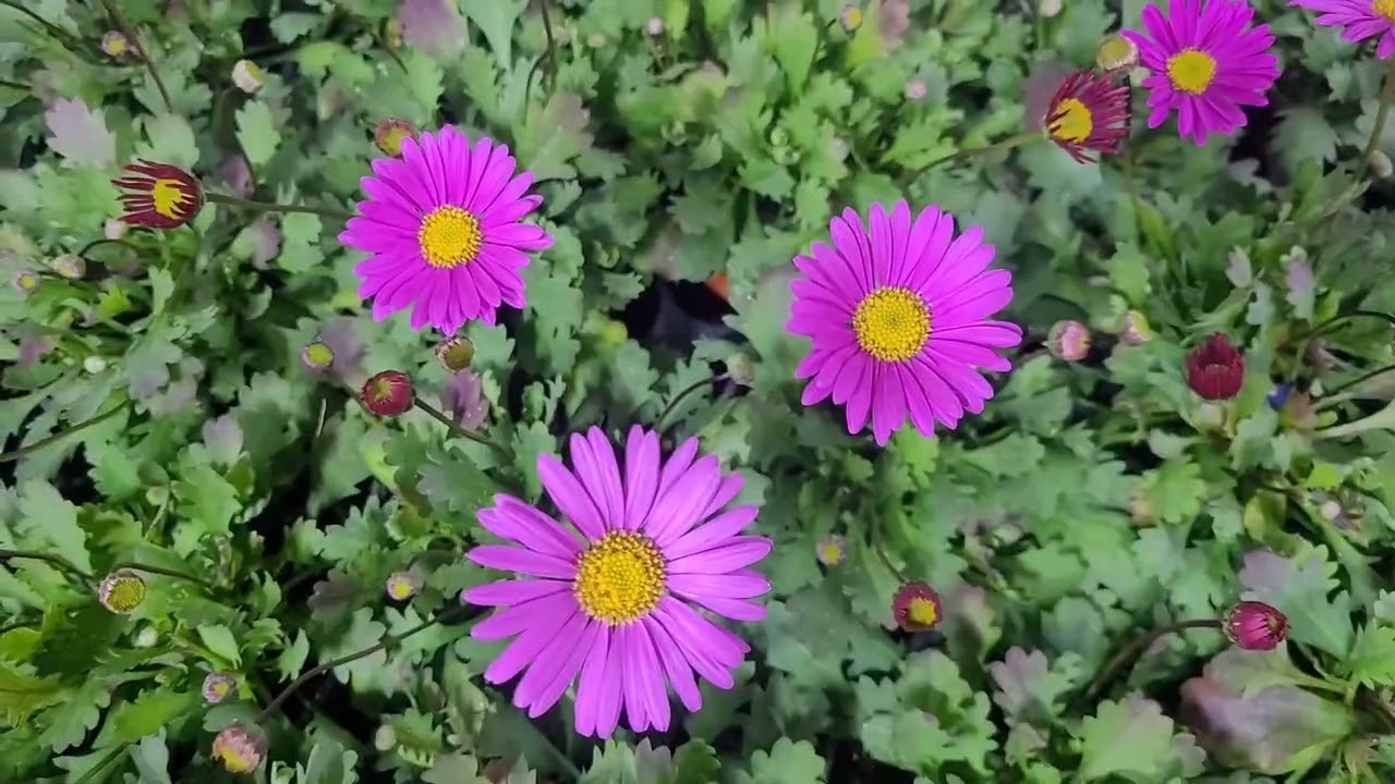 2월8일 행복이네 꽃집  판매영상. 문자주문 010-4451-0807 ♡행복을 담아보아요~