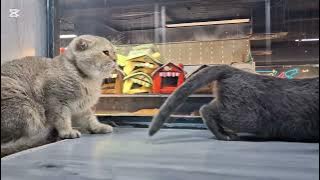 cat male and female meeting time