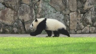彩浜のちょこちょこ走る姿がかわいい もふもふ赤ちゃんパンダ Youtube