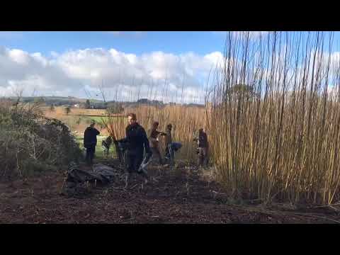 Willow Coppicing by hand at Schumacher College