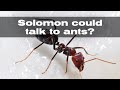 Solomon could talk to ants? Scientific Miracles of the Quran EP.13