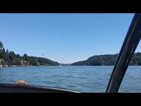 July 4th, Bald Eagle fishing in Lake Oswego