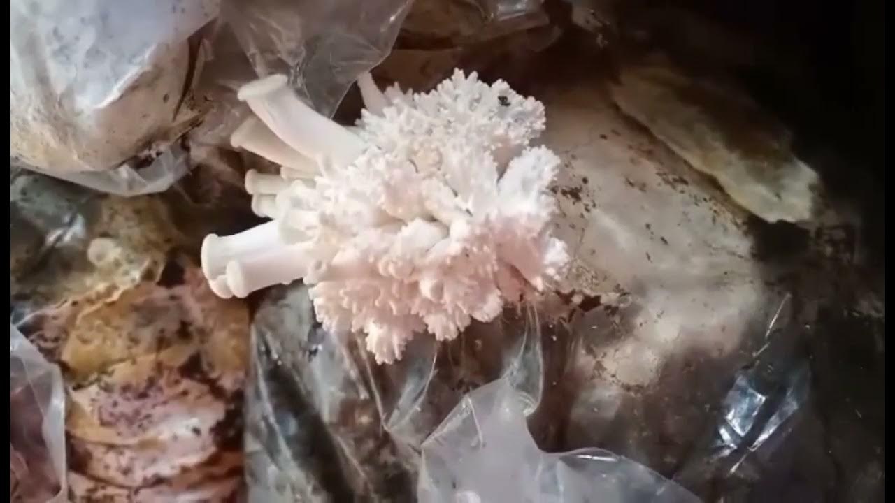 HOW DOES OYSTER MUSHROOM GROW YouTube