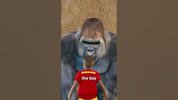The Harambe Story 😢