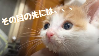 【Cat's ASMR】Things worth for getting its face dirty