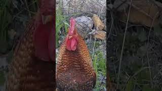 En Güzel Horoz Sesi̇ Terapi̇si̇