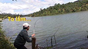 To lắm...Câu Boililies trên cần tay đơn giản và hiệu quả bất ngờ | 19-10-2025