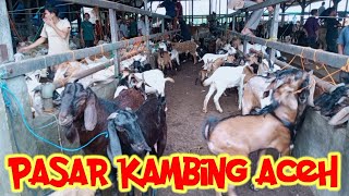 17 DESEMBER 2023 KAMBING DAN DOMBA PENUH