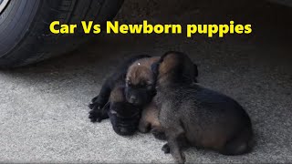 Crushing Crunchy & Soft Things By Car Experiment Car Vs Newborn Puppies Alber Tv