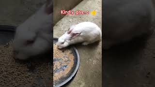 Isnt It Cute 