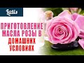 ПРИГОТОВЛЕНИЕ МАСЛА РОЗЫ В ДОМАШНИХ УСЛОВИЯХ